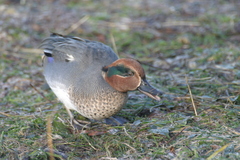 Eurasian Teal